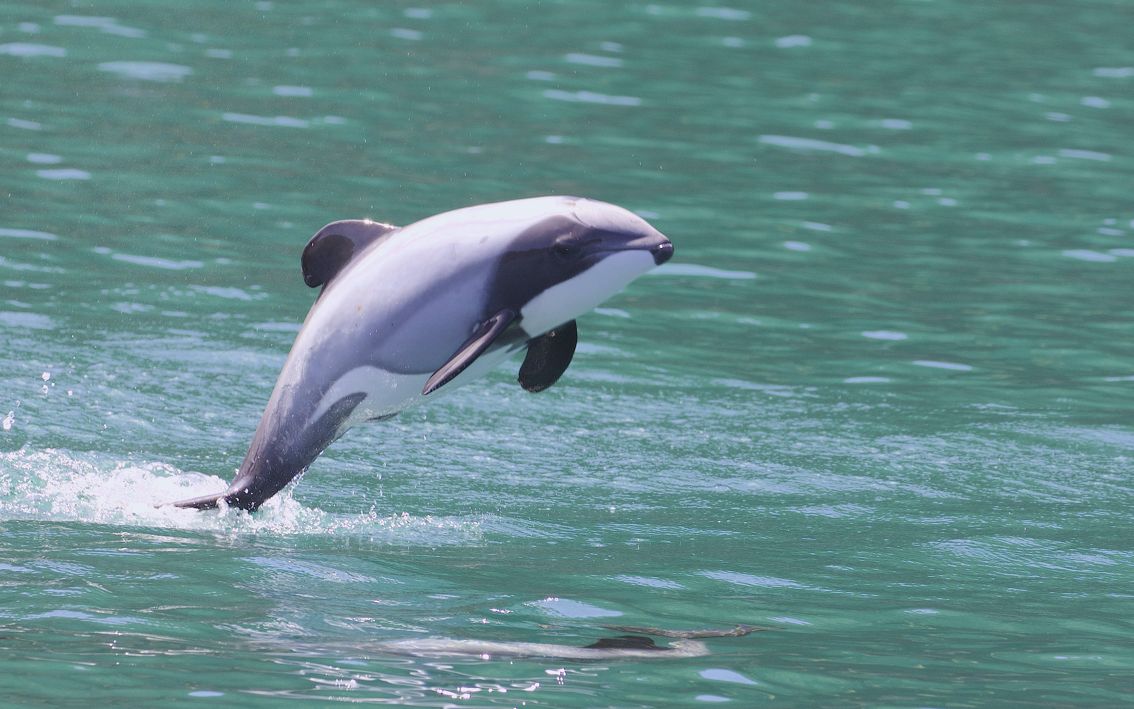 Image of Māui Dolphins